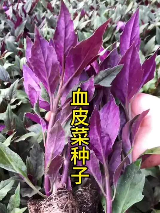 血皮菜你吃过?它种子超便宜,你家乡有吗?