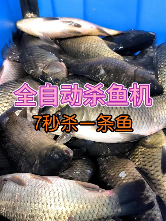 全自动杀鱼机7秒搞定一条鱼,去鳞干净,不破鱼胆不伤鱼身