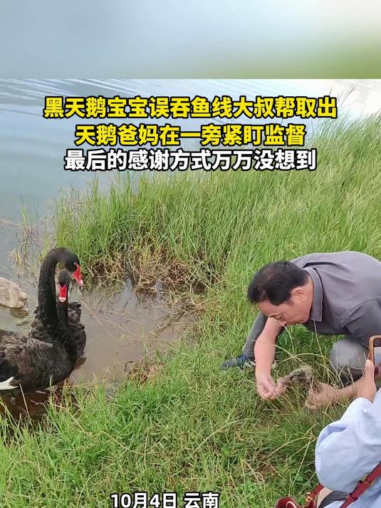 黑天鹅宝宝误吞鱼线大叔帮取出,天鹅爸妈在一旁紧盯监督,最后的感谢方式万万没想到