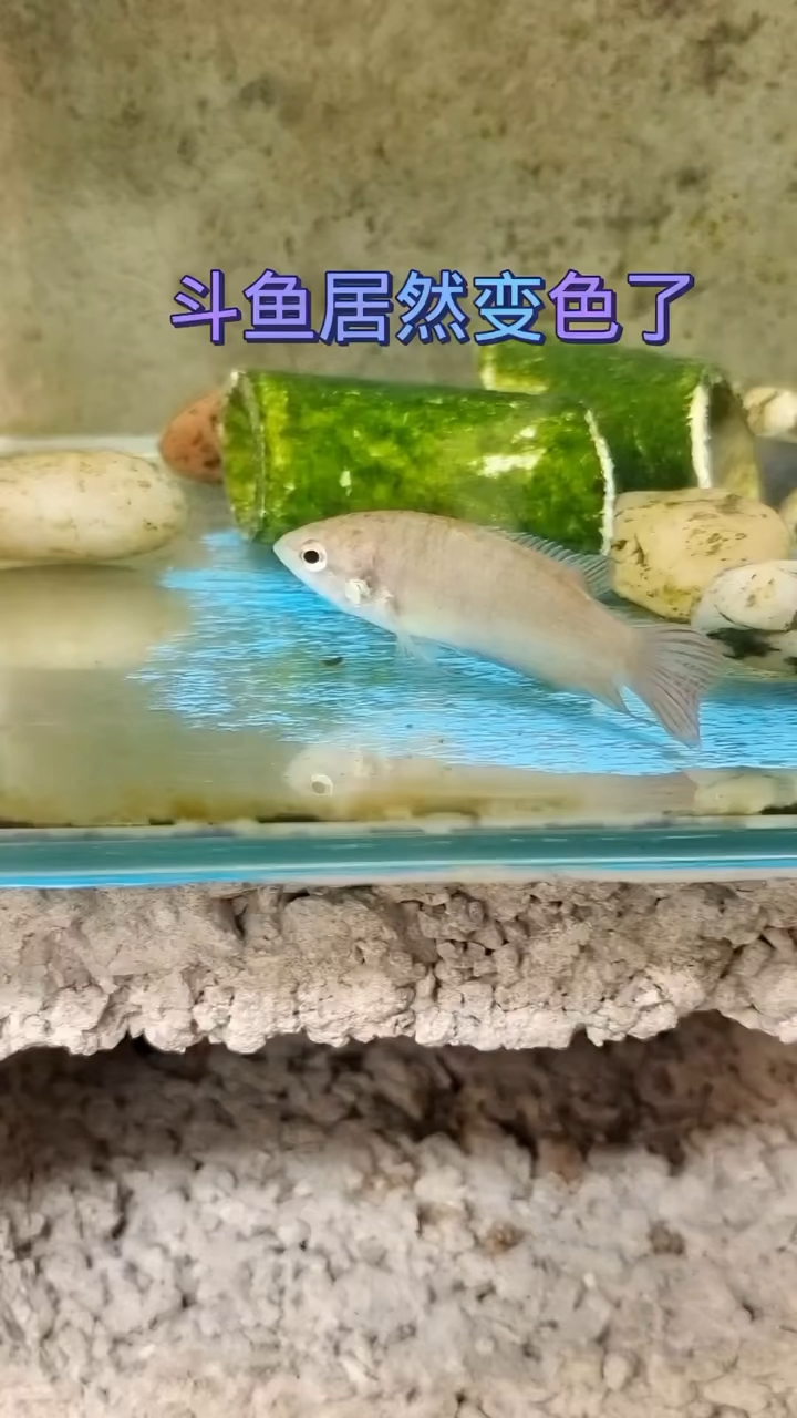 斗鱼居然变色了?