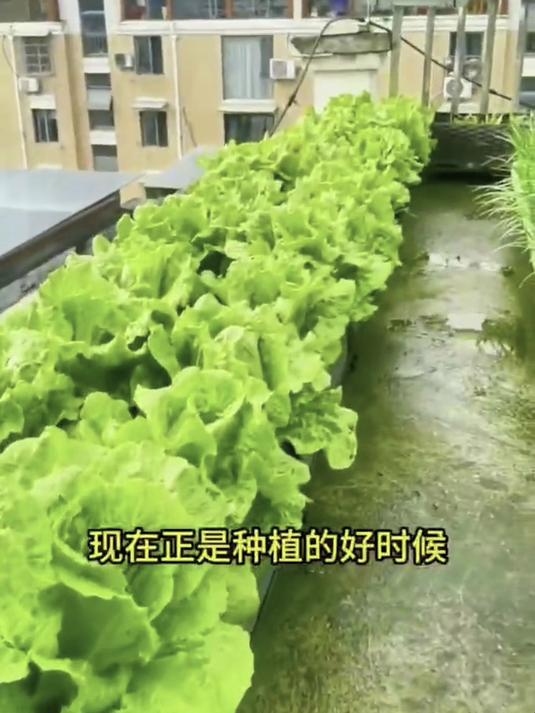 密植也能长巴掌大叶,意大利生菜根系霸道,涮火锅三秒脆嫩不出水