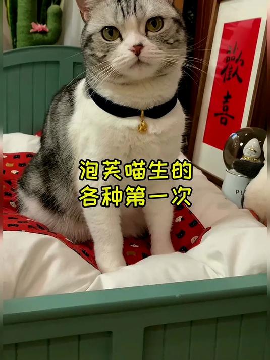 不知不觉 泡芙已经经历了这么多的第一次 承蒙大家厚爱