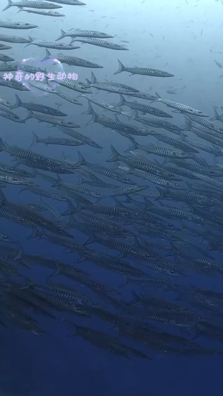 神奇的野生动物:梭鱼,梭鱼体被圆鳞。背侧青灰色,腹面浅灰色,两侧鳞片有黑色的竖纹