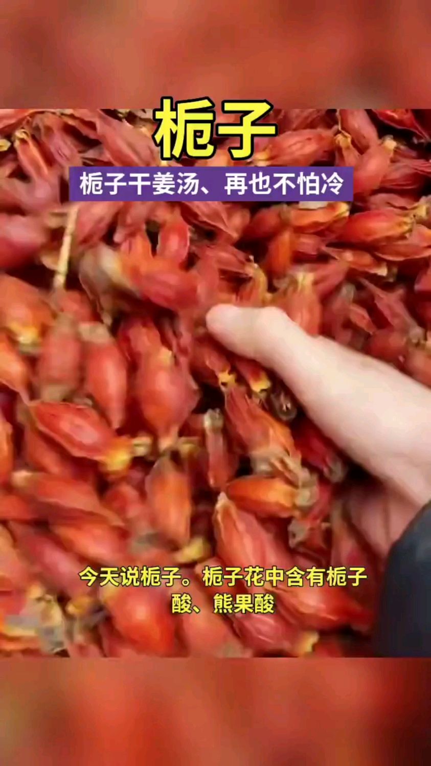 栀子-味苦 含有栀子酸-熊果酸-泻火凉血 好处你知道吗?