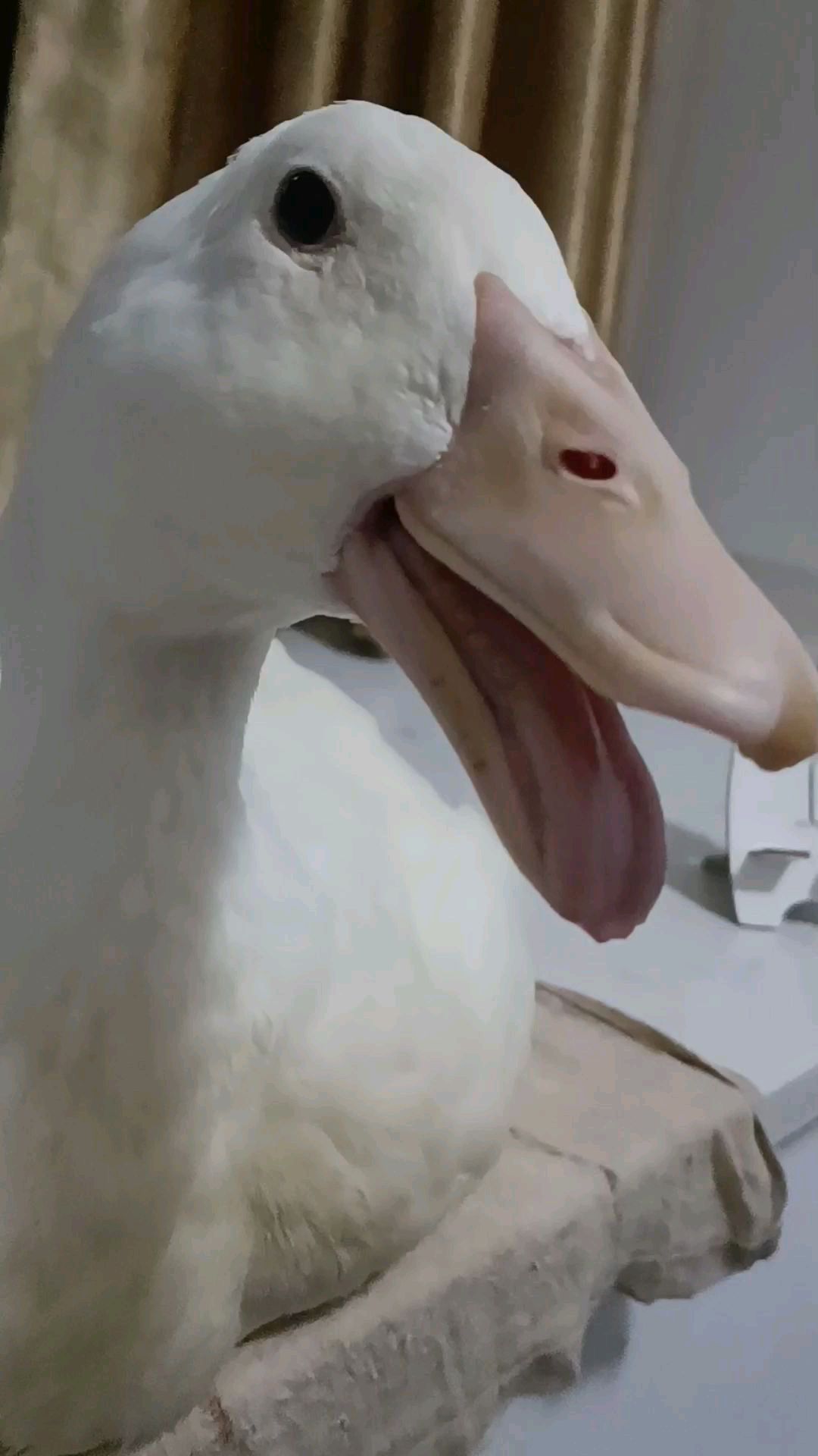 近距离观察鸭子喝水,喝水都这么津津有味