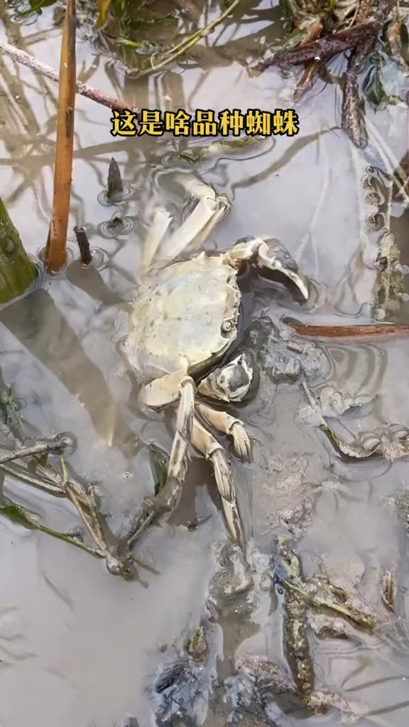 这只白色变异大蜘蛛你见过吗