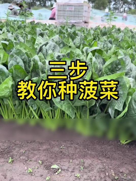 学一步种菠菜，方法超实用，快试试！