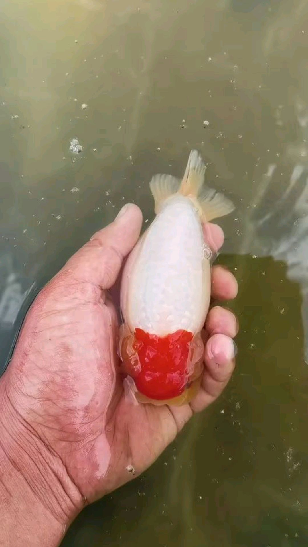 小红帽兰寿金鱼