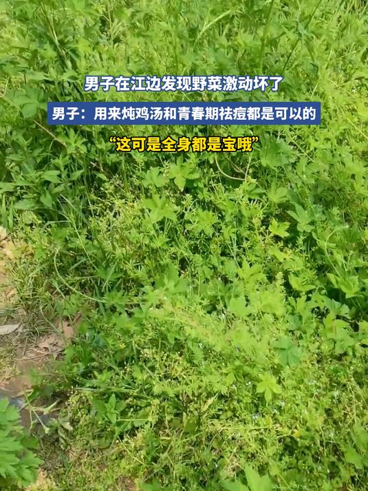 男子在江边发现野菜激动坏了