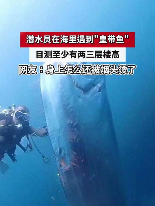 潜水员在海里遇到皇带鱼,目测至少有两三层楼高