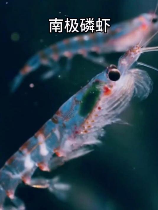 磷虾:全球人口总重量都没这群小家伙重?