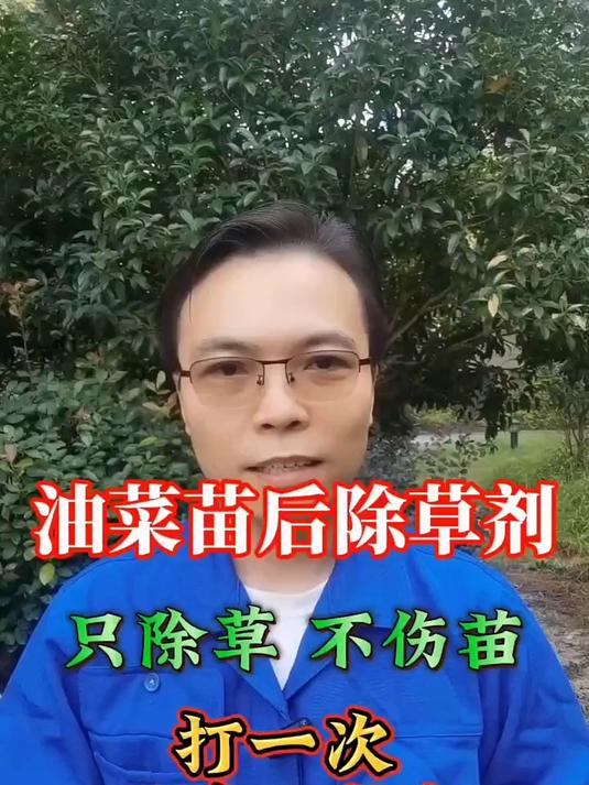 油菜苗后专用除草剂,只除草不伤油菜苗,打一次干净一整年
