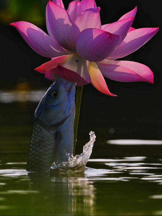 “莲莲有鱼”！摄影师拍下鱼吃荷花灵动美好