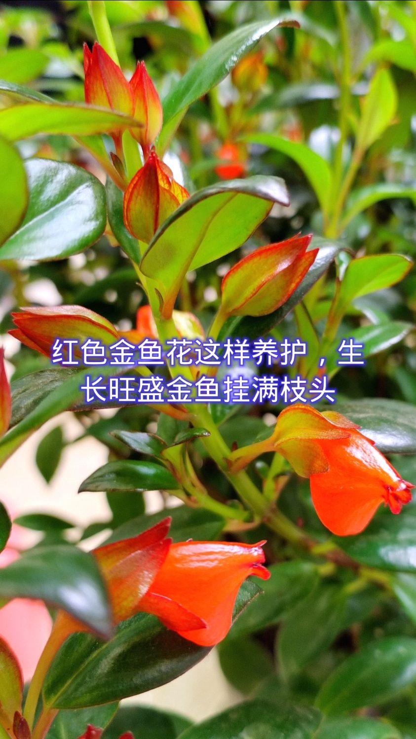 红色金鱼花这样养护,生长旺盛,金鱼挂满枝头!