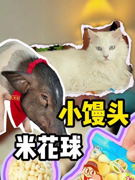 今天吃米花球旺仔小馒头 #萌宠动物 #自制猫饭 #小香猪