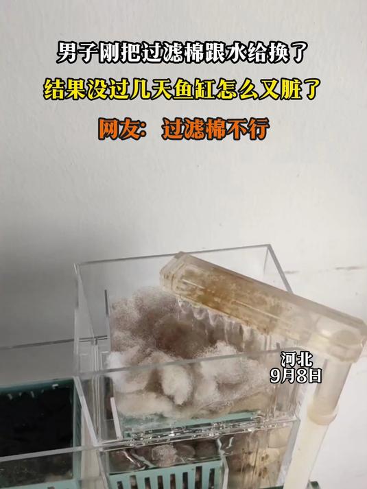 男子刚把过滤棉跟水给换了,结果没过几天鱼缸怎么又脏了