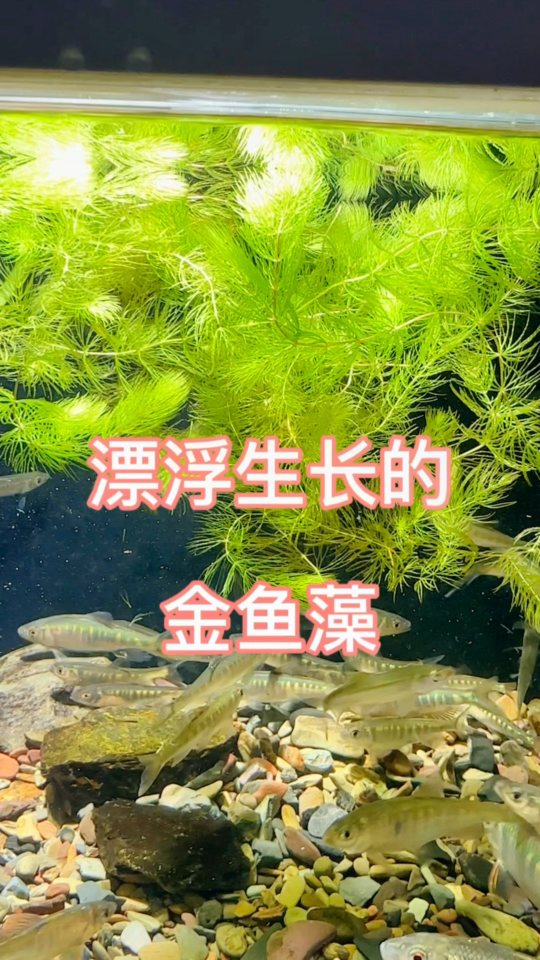 可漂浮生长的水草金鱼藻,百搭大部分鱼缸。#水族 #鱼缸里的大自然 #鱼缸造景