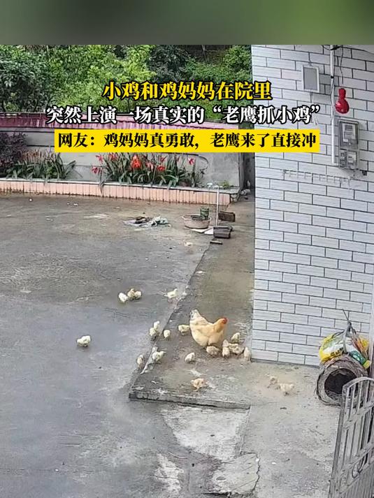 小鸡和鸡妈妈在院里,突然上演一场真实的“老鹰抓小鸡”