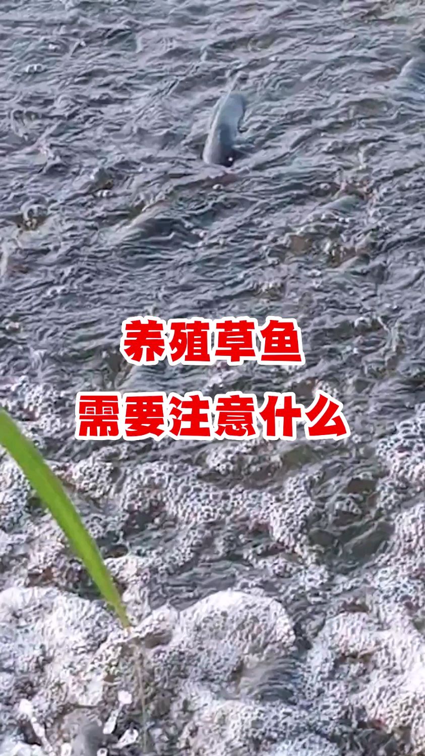 养殖草鱼需要注意什么