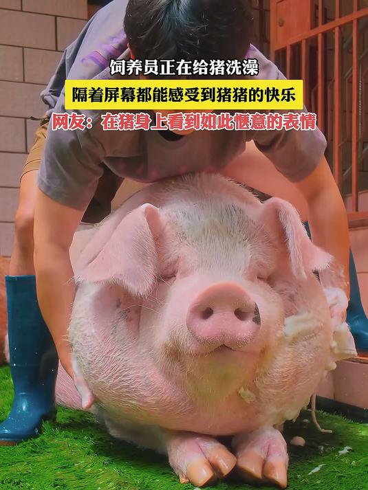 饲养员正在给猪洗澡,隔着屏幕都能感受到猪猪的快乐