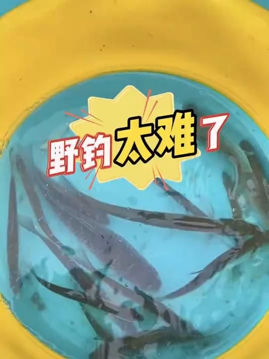 冬天野钓太难了,做真实钓鱼视频更难啊