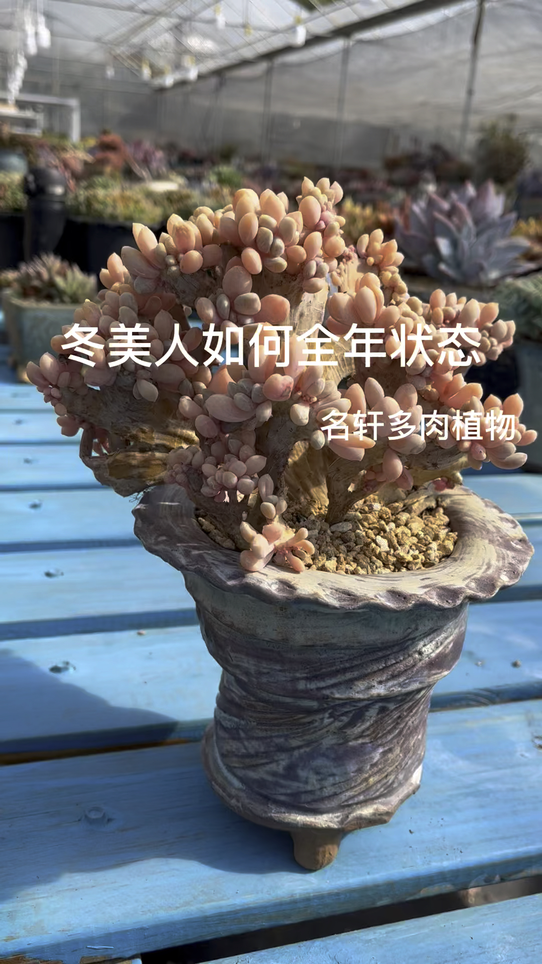 多肉植物冬美人缀美人如何全状态