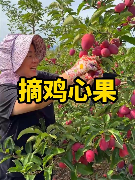 秋天干把扯野就适合吃点鸡心果，脆甜多汁老好吃了