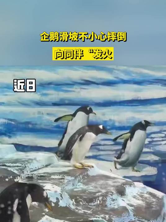 企鹅滑坡不小心摔倒,向同伴发火