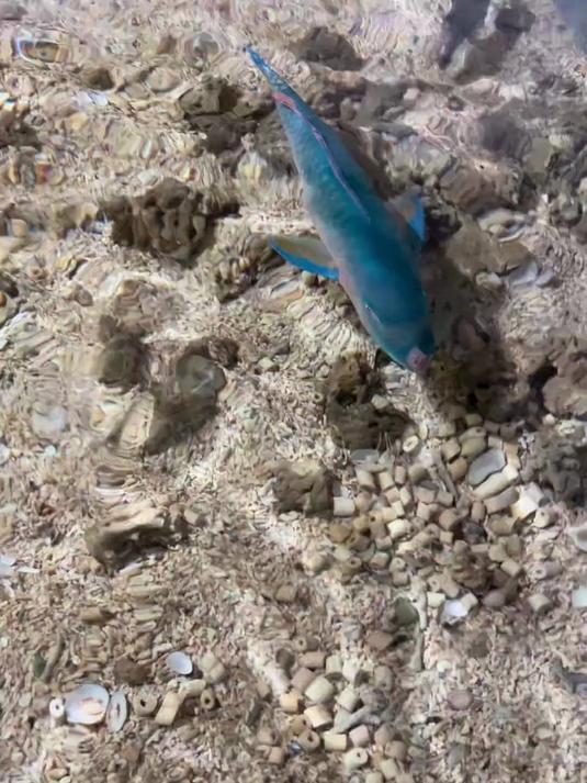 钓金线鱼 来回1600公里，出发海南搞金线鱼回来养