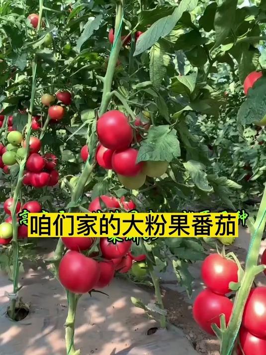 咱们家的粉果大番茄,好种好养