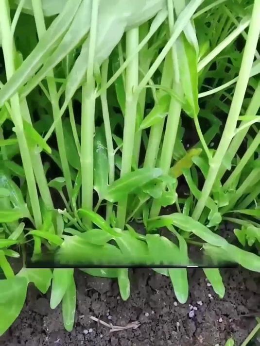 「脆爽多汁」空心菜种,满足全家味蕾