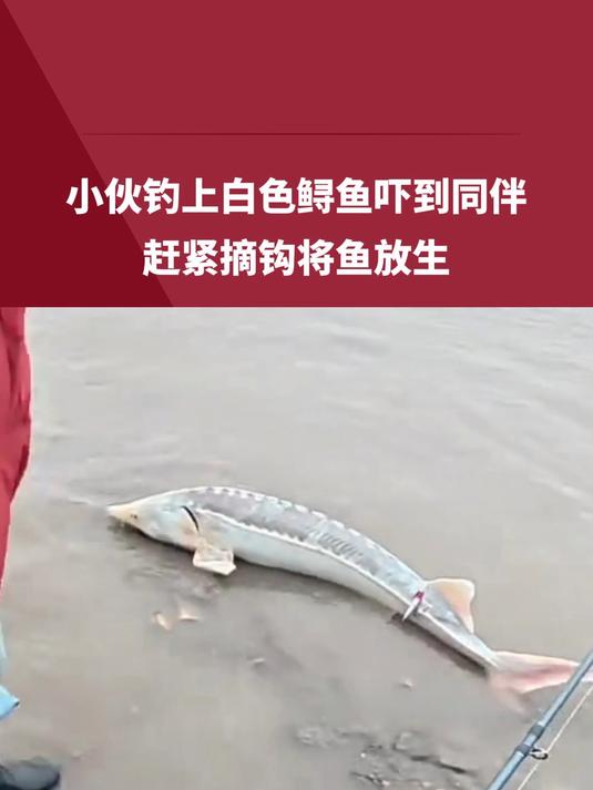 小伙钓上白色鲟鱼吓到同伴,赶紧摘钩将鱼放生,吓得给公安连打3个电话