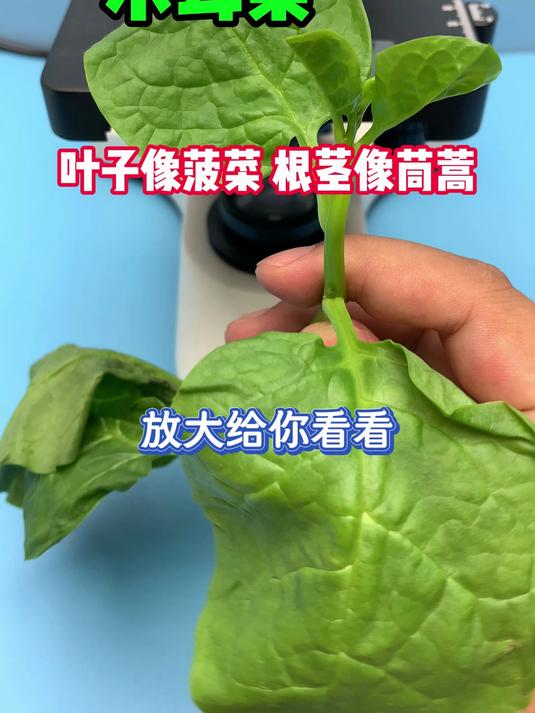 叶子像菠菜，根茎像茼蒿，菜里有黏液，口感特殊，这种菜你吃过吗