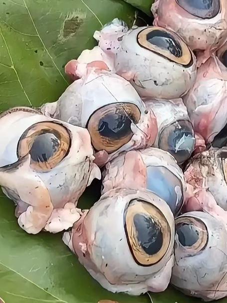 新鲜的鱼眼珠子,看印度人怎么给你加工的,加工点太简陋了