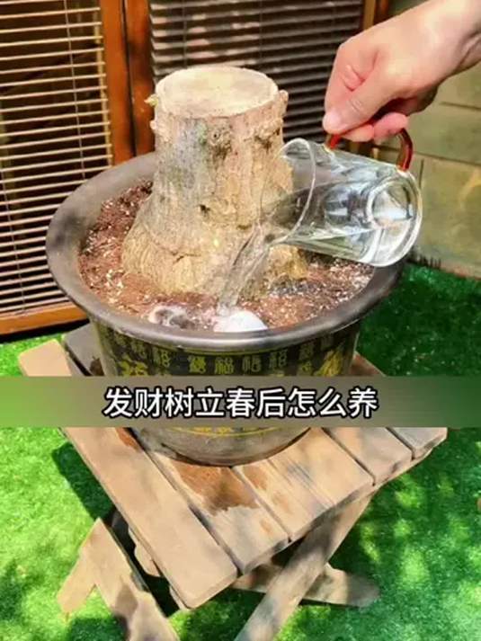 室内绿植养护有技巧,发财树多肉轻松养爆盆