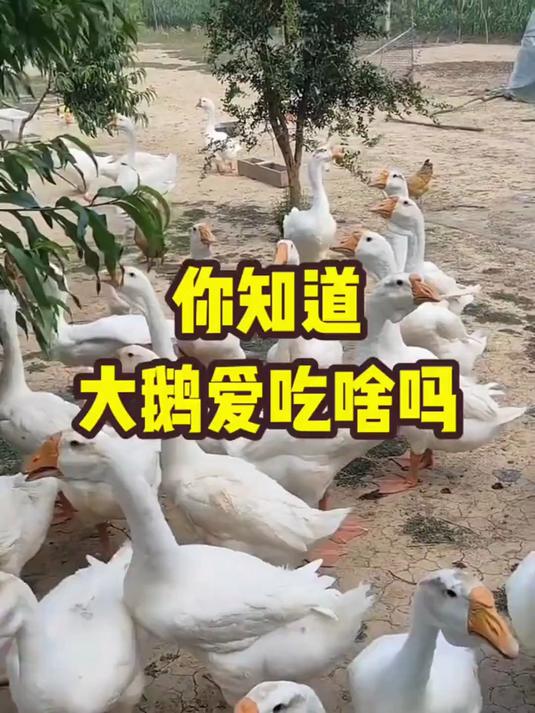 想搞养鹅养殖?快瞧瞧,大鹅到底爱吃些啥东西