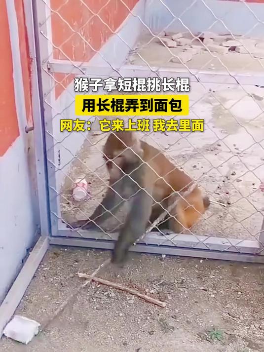 猴子拿短棍挑长棍,用长棍弄到面包