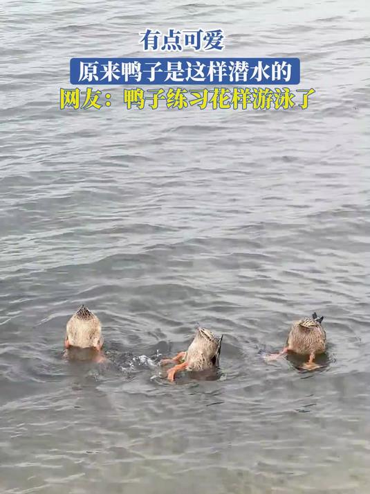 有点可爱,原来鸭子是这样潜水的,网友:鸭子练习花样游泳了