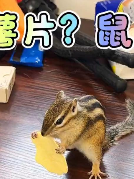 鼠片也可以是薯片!