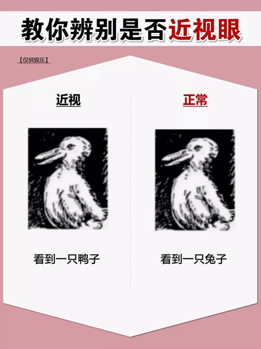 看到一只鸭子 看到一只兔子
