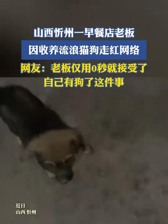 山西忻州一早餐店老板，因收养流浪猫狗走红网络