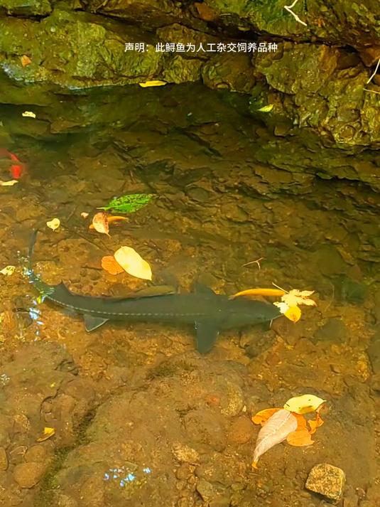 鱼池越来越完善了，秘密基地