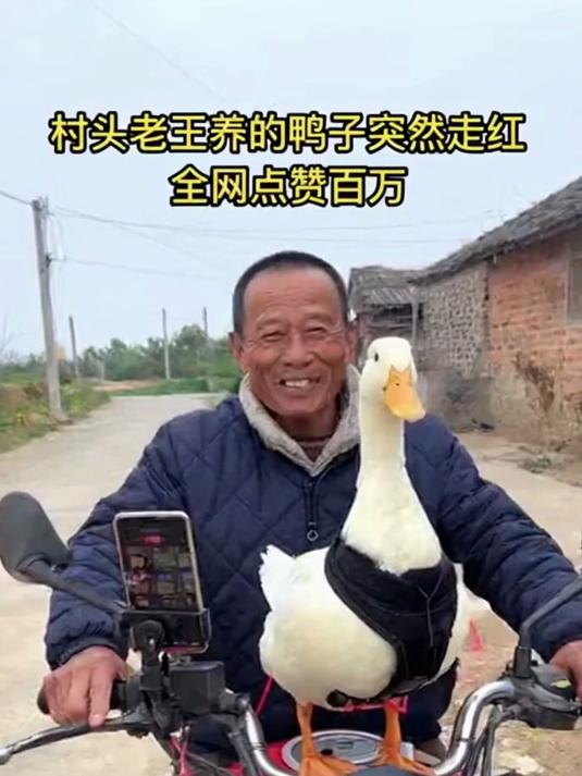 村头的“网红”鸭子