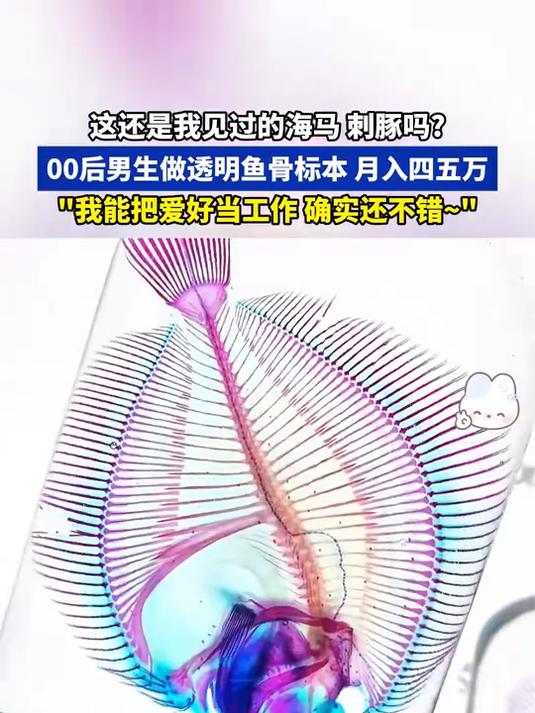 这还是我见过的海马刺豚吗?00后男生做透明鱼骨标本,月入四五万