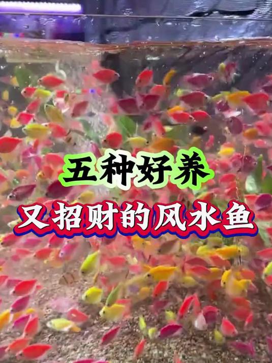 五种好养又招财的风水鱼