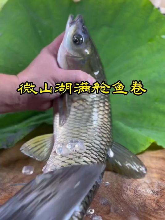 大美微山,微湖特色菜,微山湖满舱鱼卷