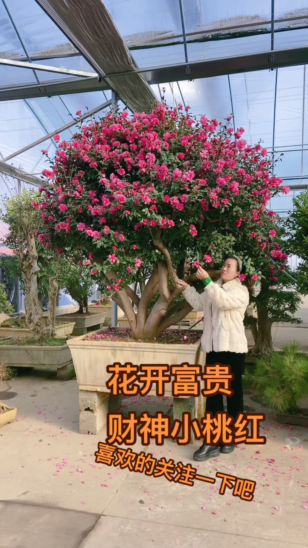 精品财神茶花庭院别墅,摆放非常的漂亮,喜欢的朋友记得关注一下哦。