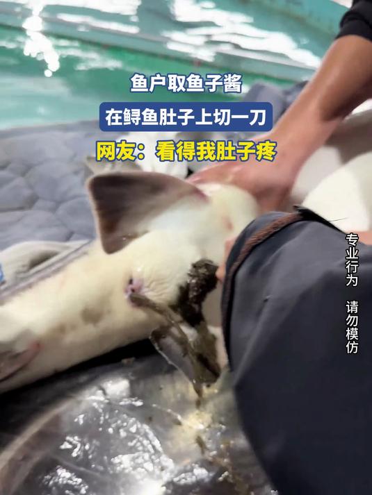 鱼户取鱼子酱在鲟鱼肚子上切一刀,网友:看得我肚子疼