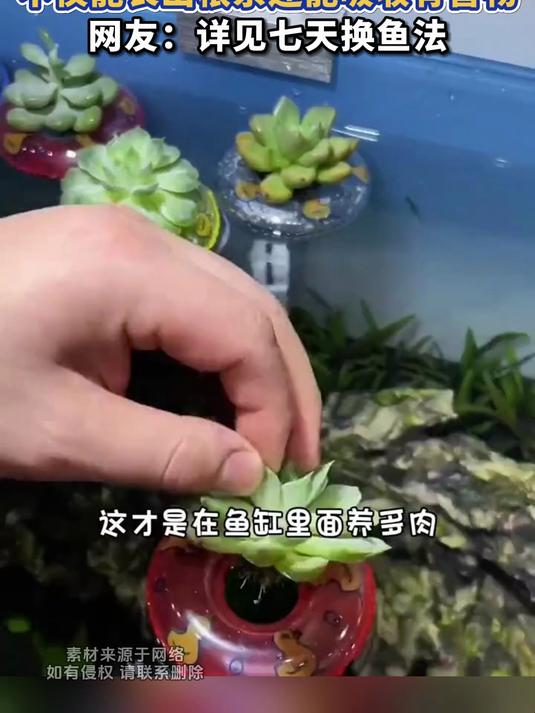 鱼缸养多肉最高级的方法,不仅能长出根系还能吸收有害物,网友:详见七天换鱼法