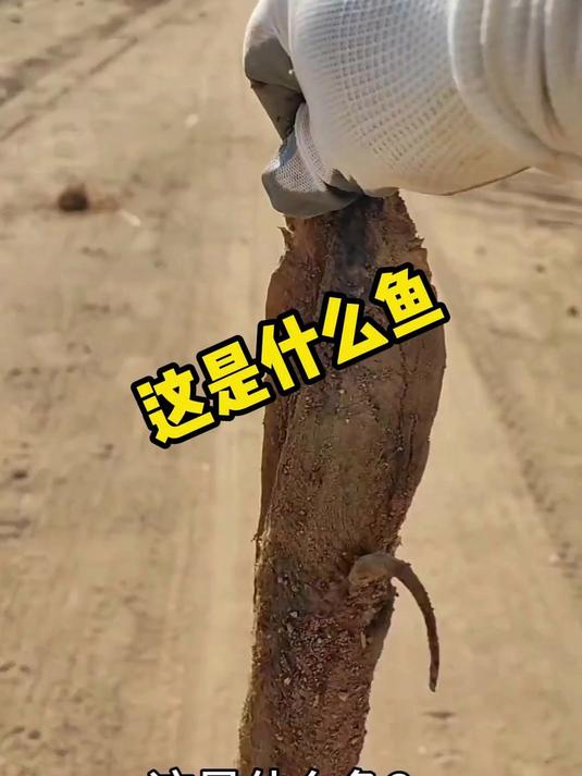这是什么鱼